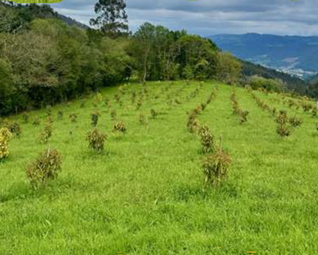 El aguacate del norte – Aguacates La Pandiella